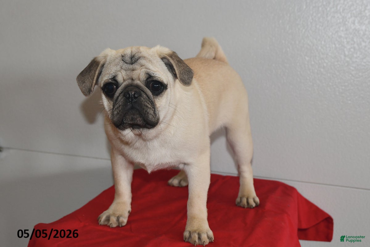 Pug dogs Donald - Ad 1