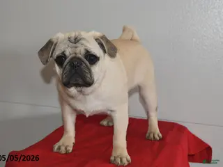 Pug dogs for sale: Donald - Ad 4