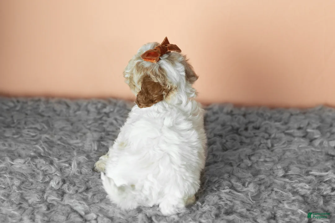 Cavapoo dogs for sale: Sophie - Ad 6