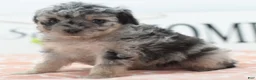 Toy Poodle dogs for sale: Bailey  - Ad 4