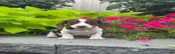 Miniature Dachshund dogs for sale: Diva - Ad 2