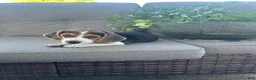 Beagle dogs for sale: Buck - Ad 4