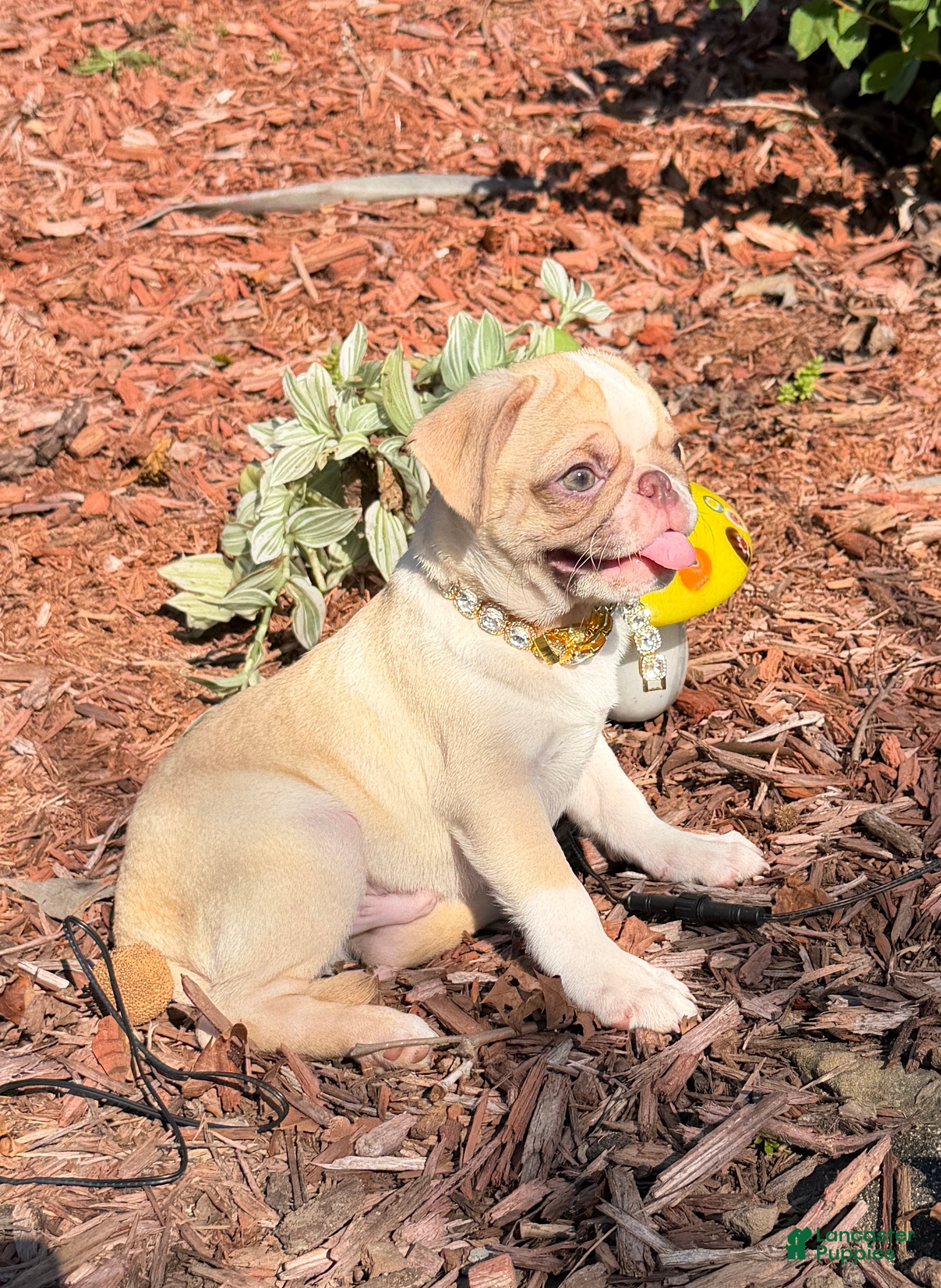 Pug dogs Buzz - Ad 2