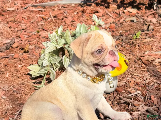 Pug dogs for sale: Buzz - Ad 2