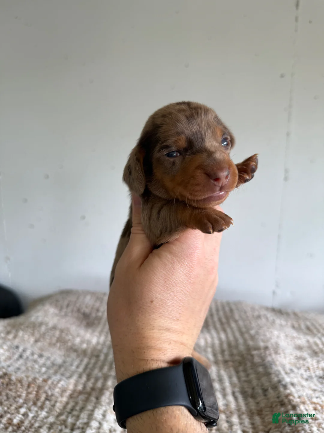 Miniature Dachshund dogs for sale: Jessica  - Ad 1
