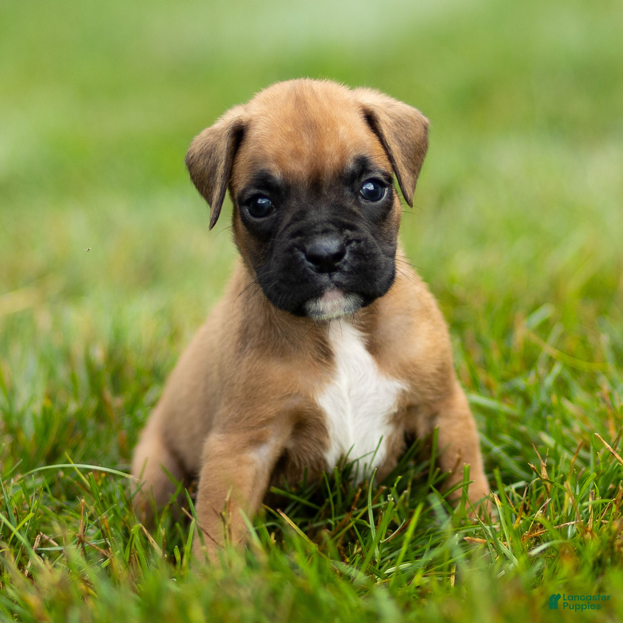 Boxer dogs Ninja Boxer  - Ad 1