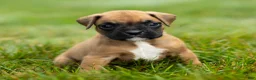 Boxer dogs for sale: Ninja Boxer  - Ad 5