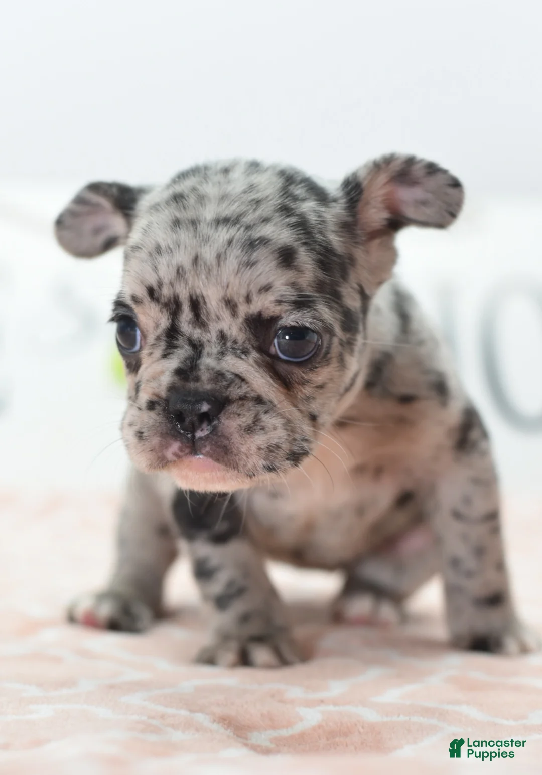Mixed Breed dogs for sale: Ruby merle - Ad 2