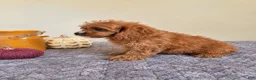 Cavapoo dogs for sale: Luke - Ad 3