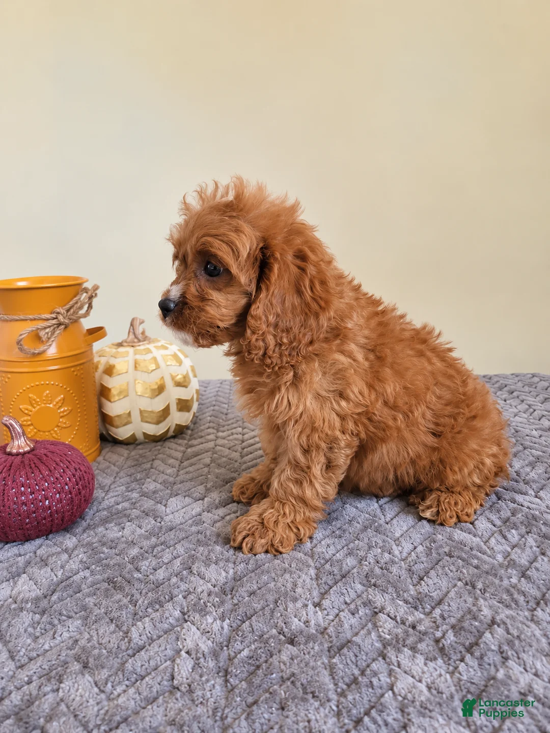 Cavapoo dogs for sale: Luke - Ad 3