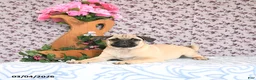 Pug dogs for sale: Lechito - Ad 4
