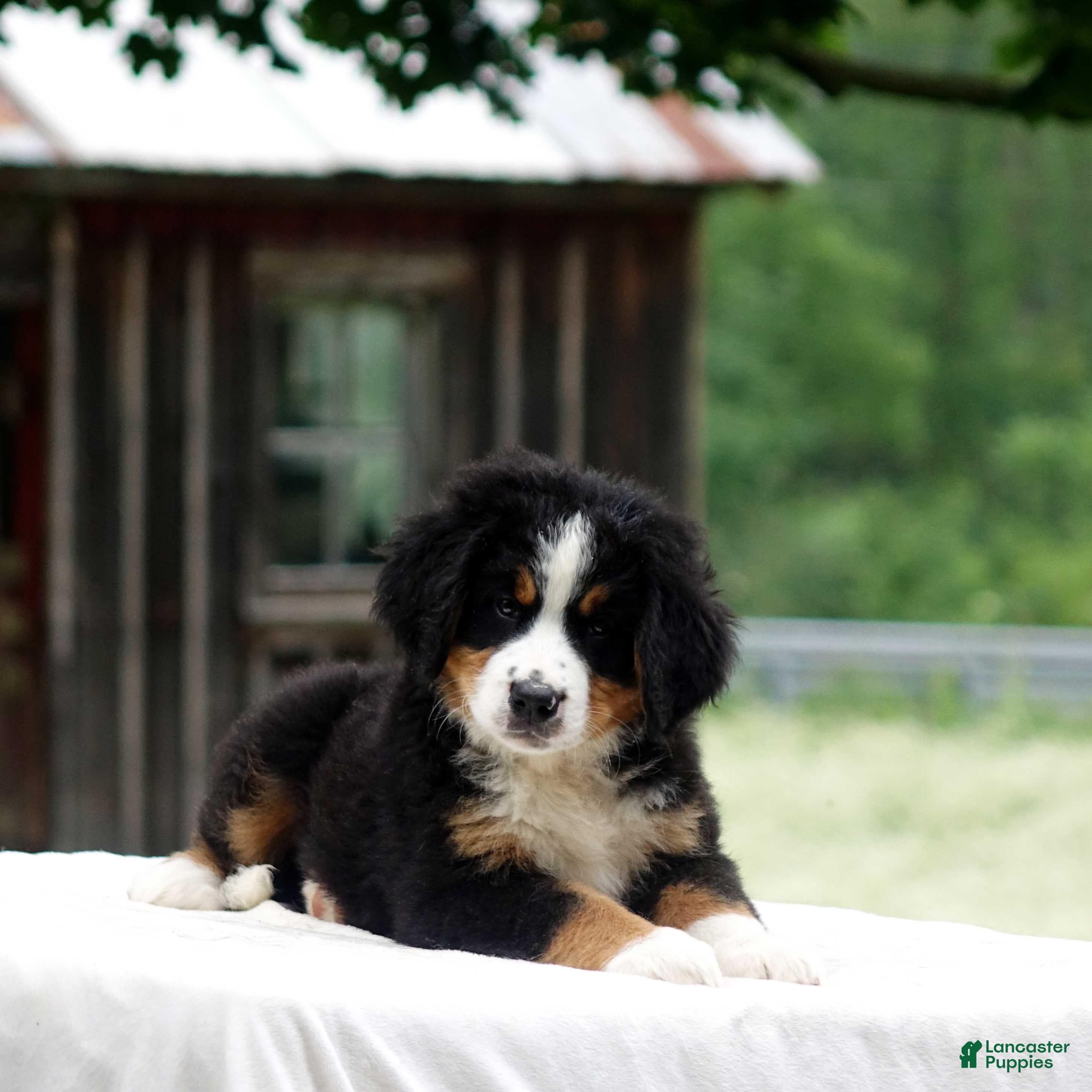 Bernese Mountain Dog dogs Bryce - Ad 27