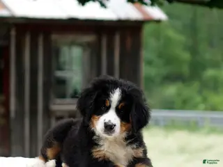 Bernese Mountain Dog dogs Bryce - Ad 42