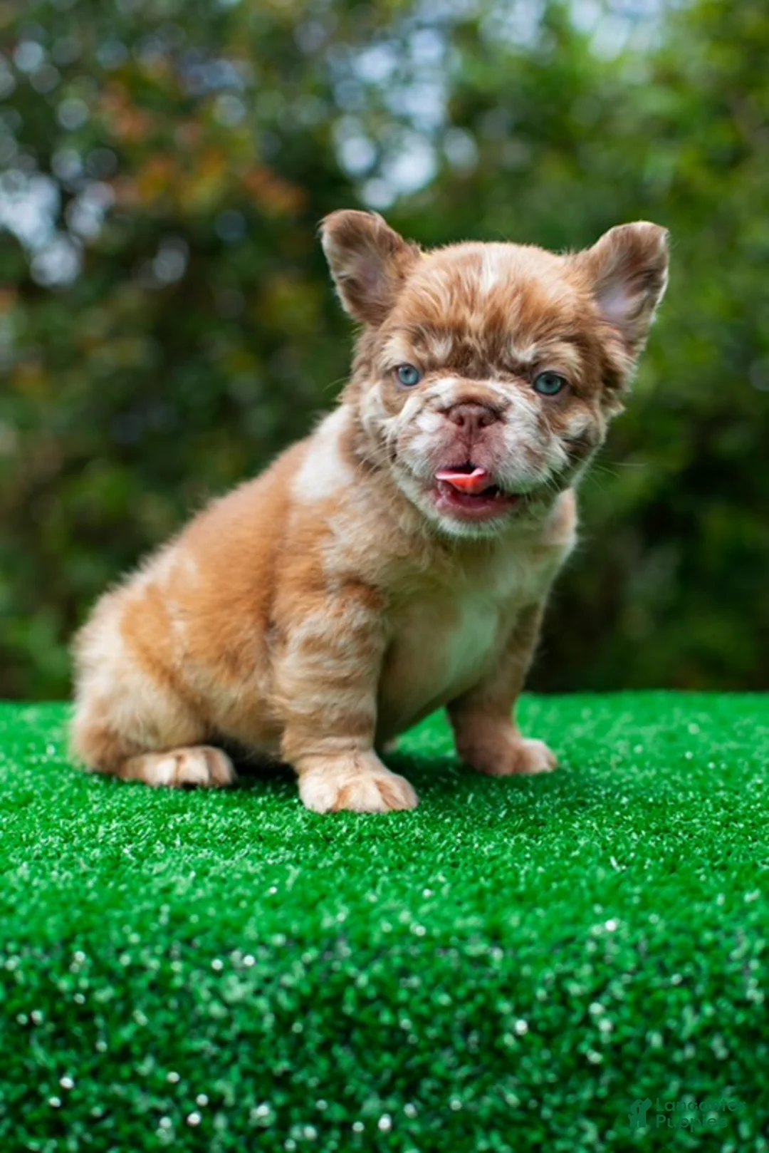 French Bulldog dogs for sale:  “CINDERELLA” LUXURY Rojo Merle Fluffy in LA- US Delivery & Financing!  - Ad 1