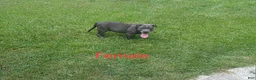 American Bully dogs for sale: American Bully 2 - Ad 3