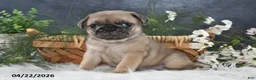 Pug dogs for sale: Greg - Ad 4