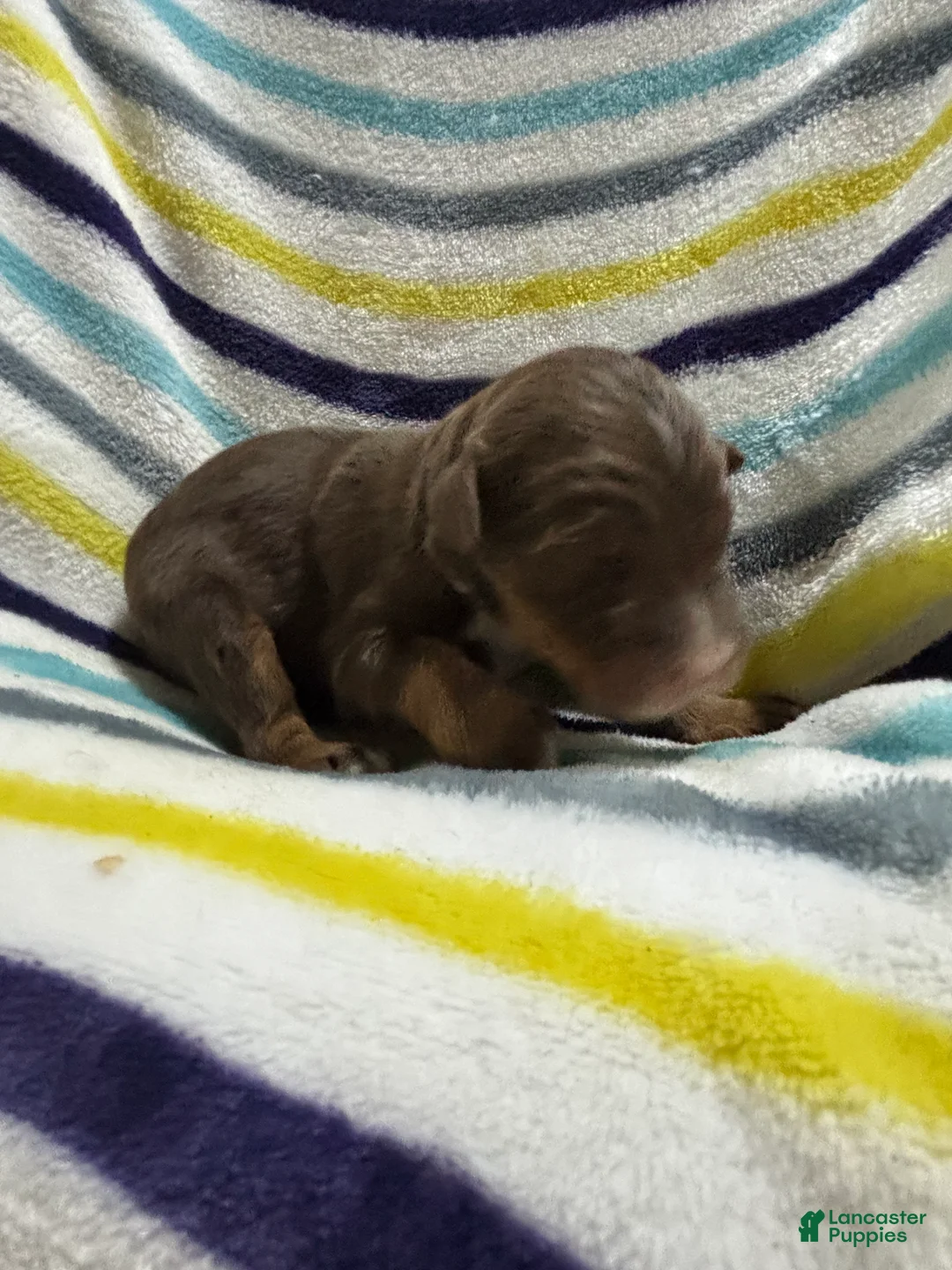 Aussiedoodle dogs for sale: Aussiedoodle 5 - Ad 1