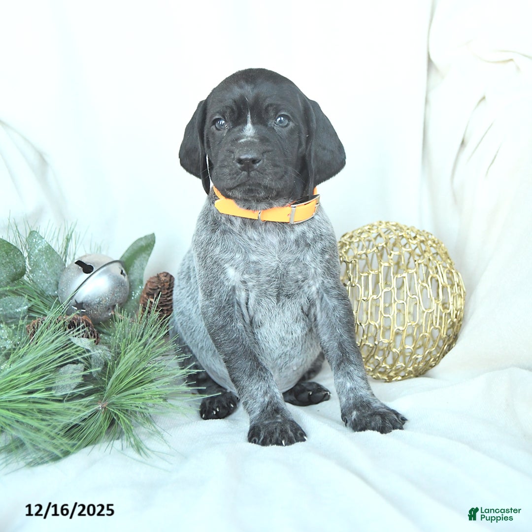 German Shorthaired Pointer dogs for sale: Doc - Ad 4