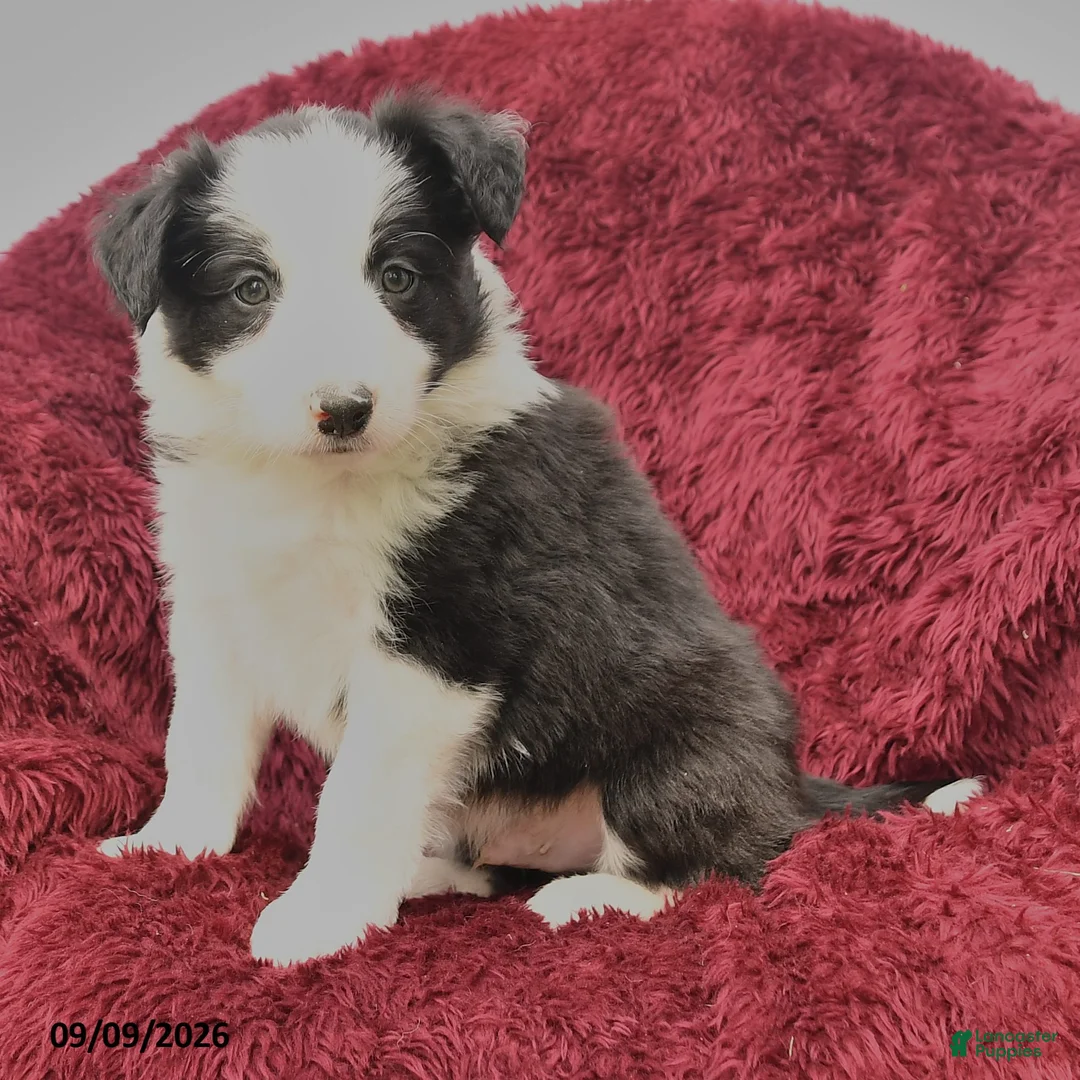 Border Collie dogs for sale: Noah - Ad 2