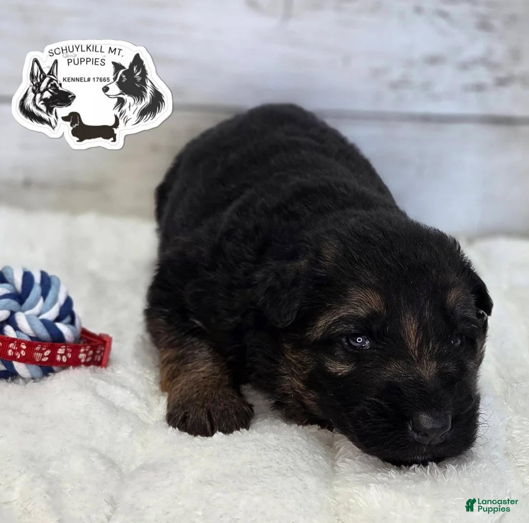 German Shepherd dogs for sale: Marshall  - Ad 1