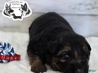 German Shepherd dogs Marshall - Ad 23