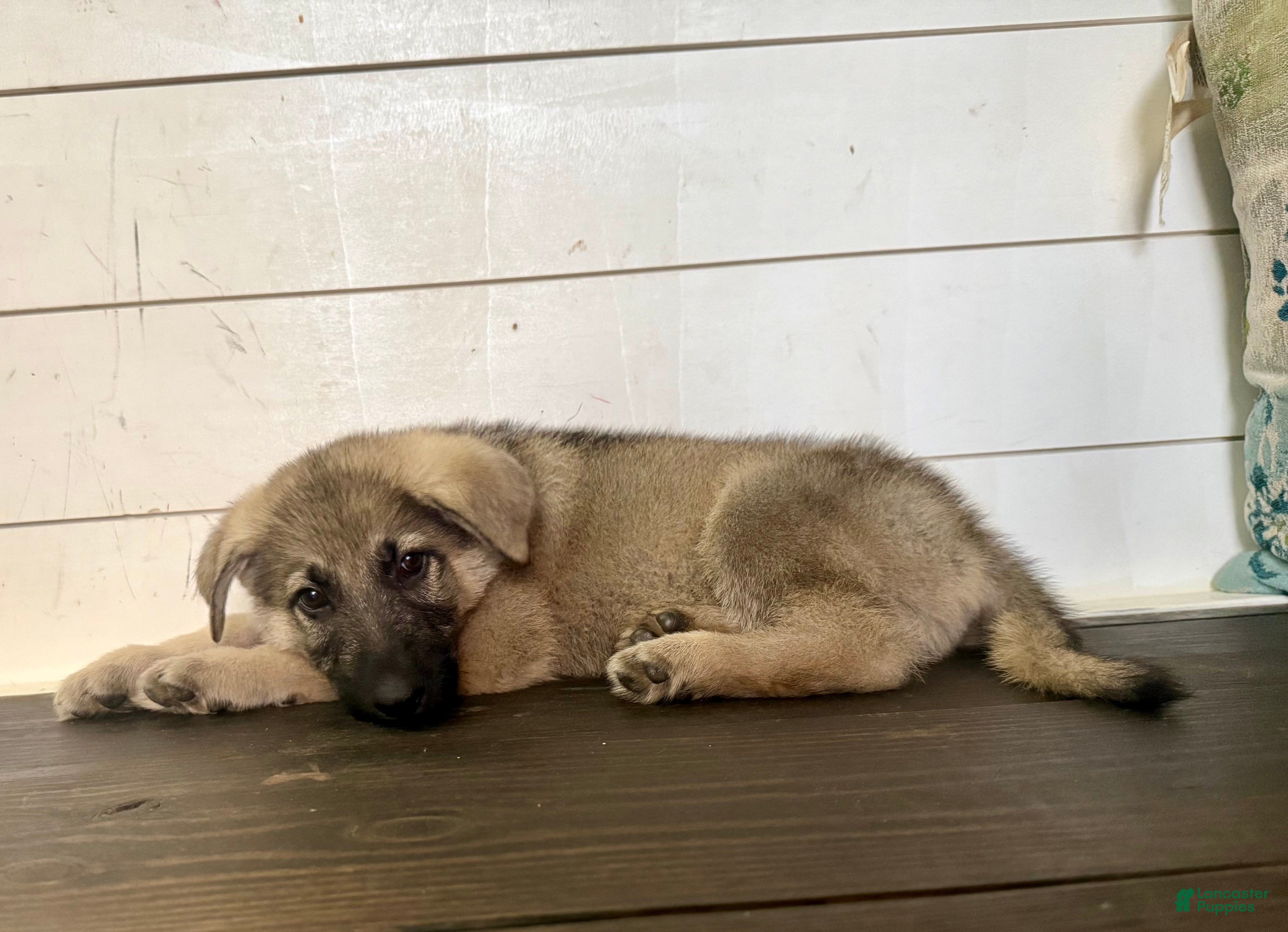 German Shepherd dogs Ben - Ad 2