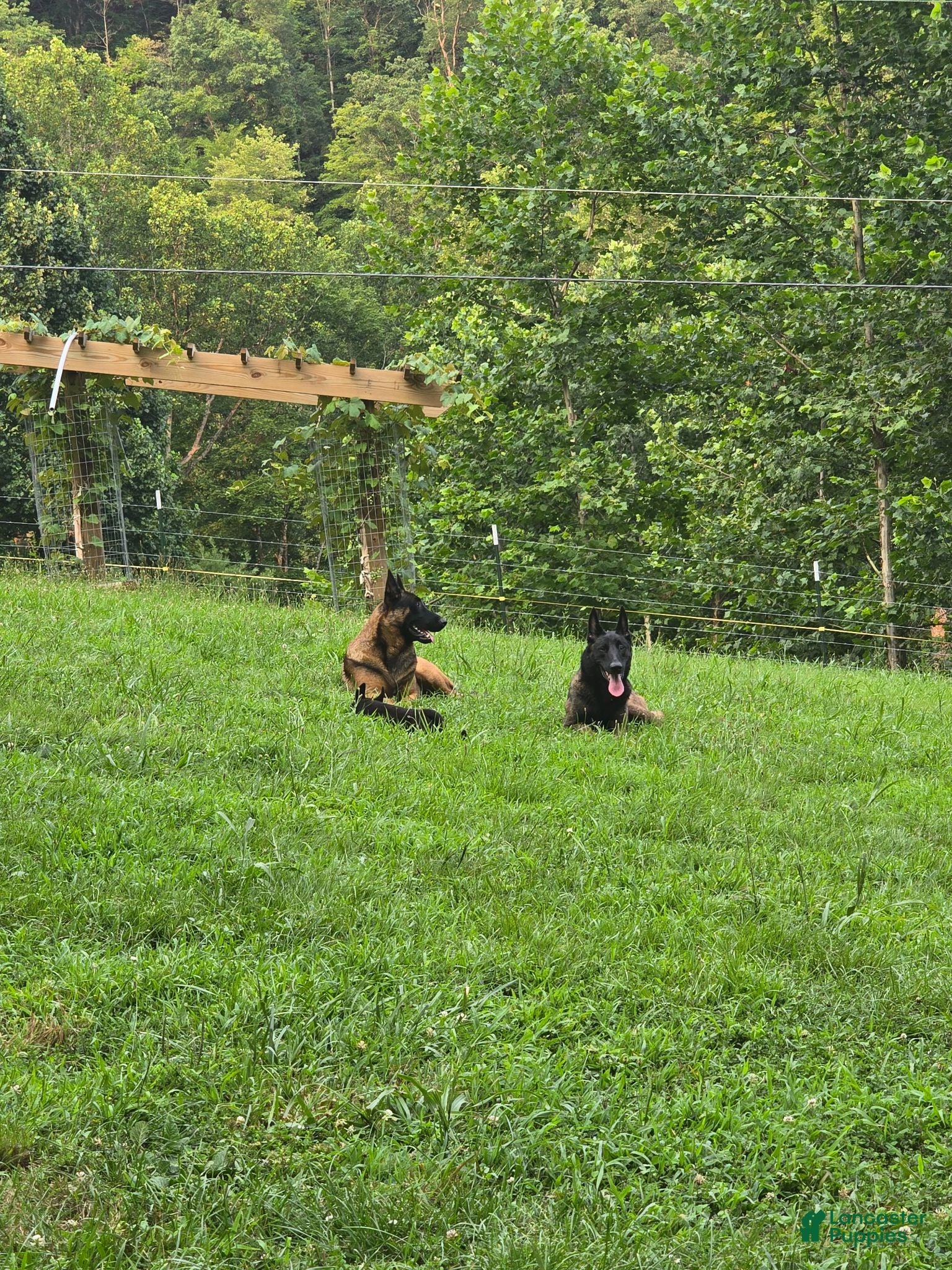 Belgian Malinois dogs Belgian Malinois 1 RED - Ad 2