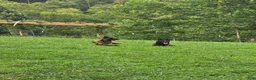 Belgian Malinois dogs for sale: Belgian Malinois 5 BLUE - Ad 3