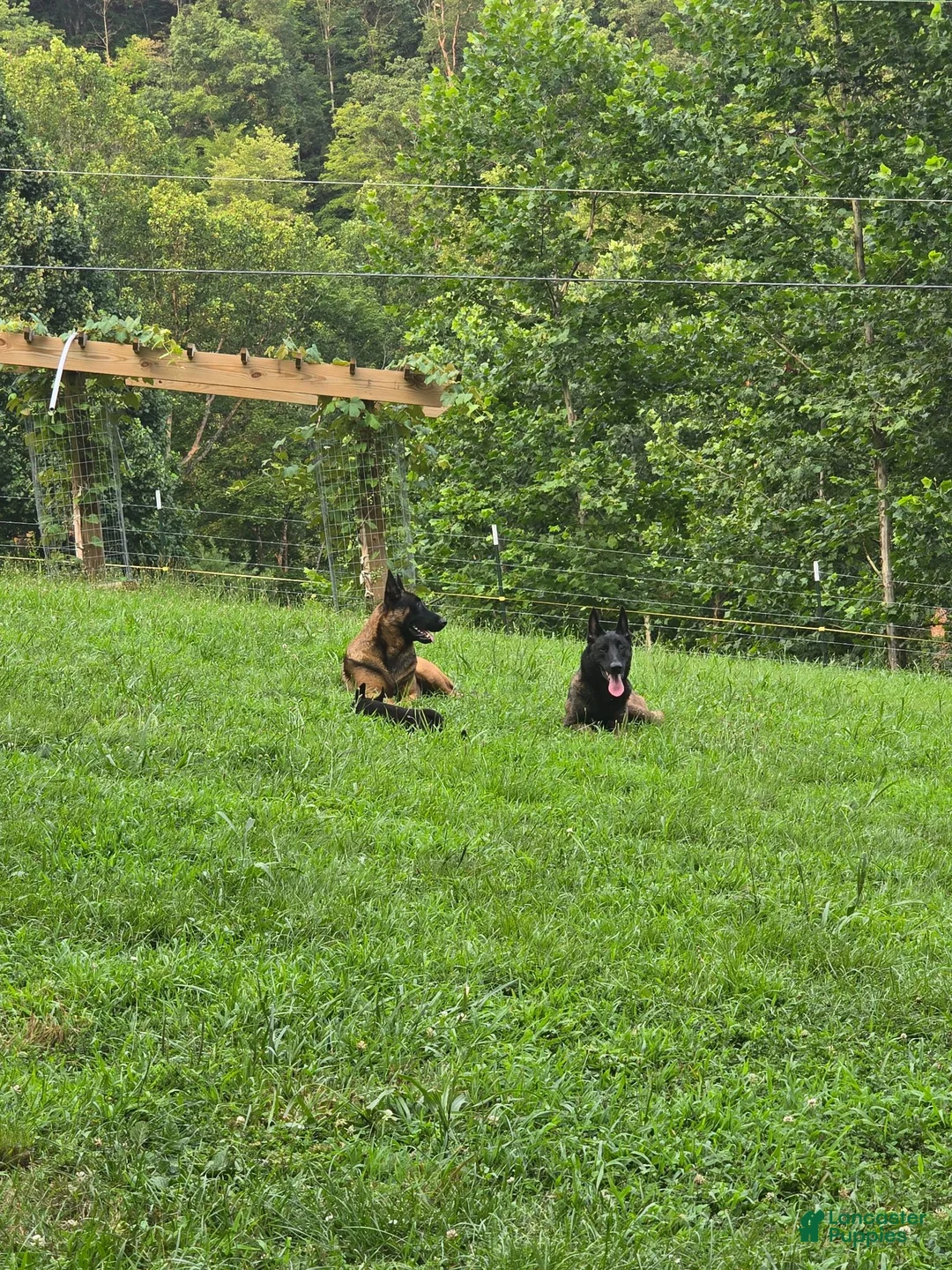 Belgian Malinois dogs for sale: Belgian Malinois 3 DARK GREEN - Ad 2