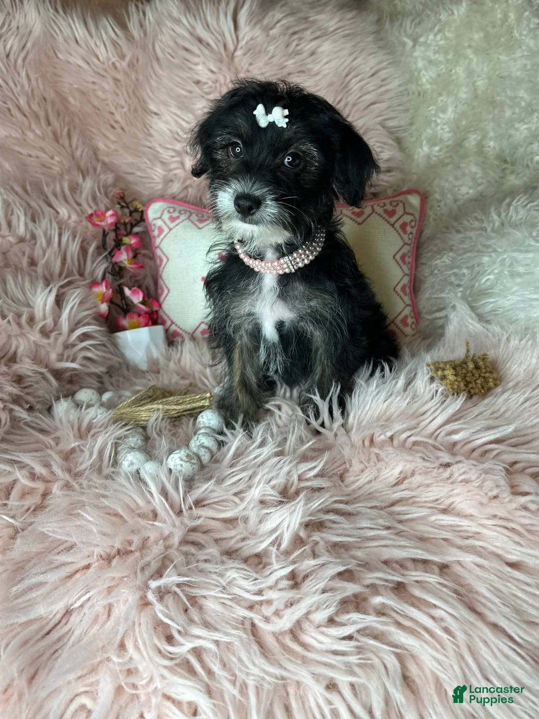 Yorkiepoo dogs for sale: Pepper - Ad 2