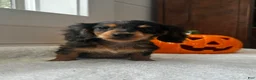 Miniature Dachshund dogs for sale: Hazel - Ad 5