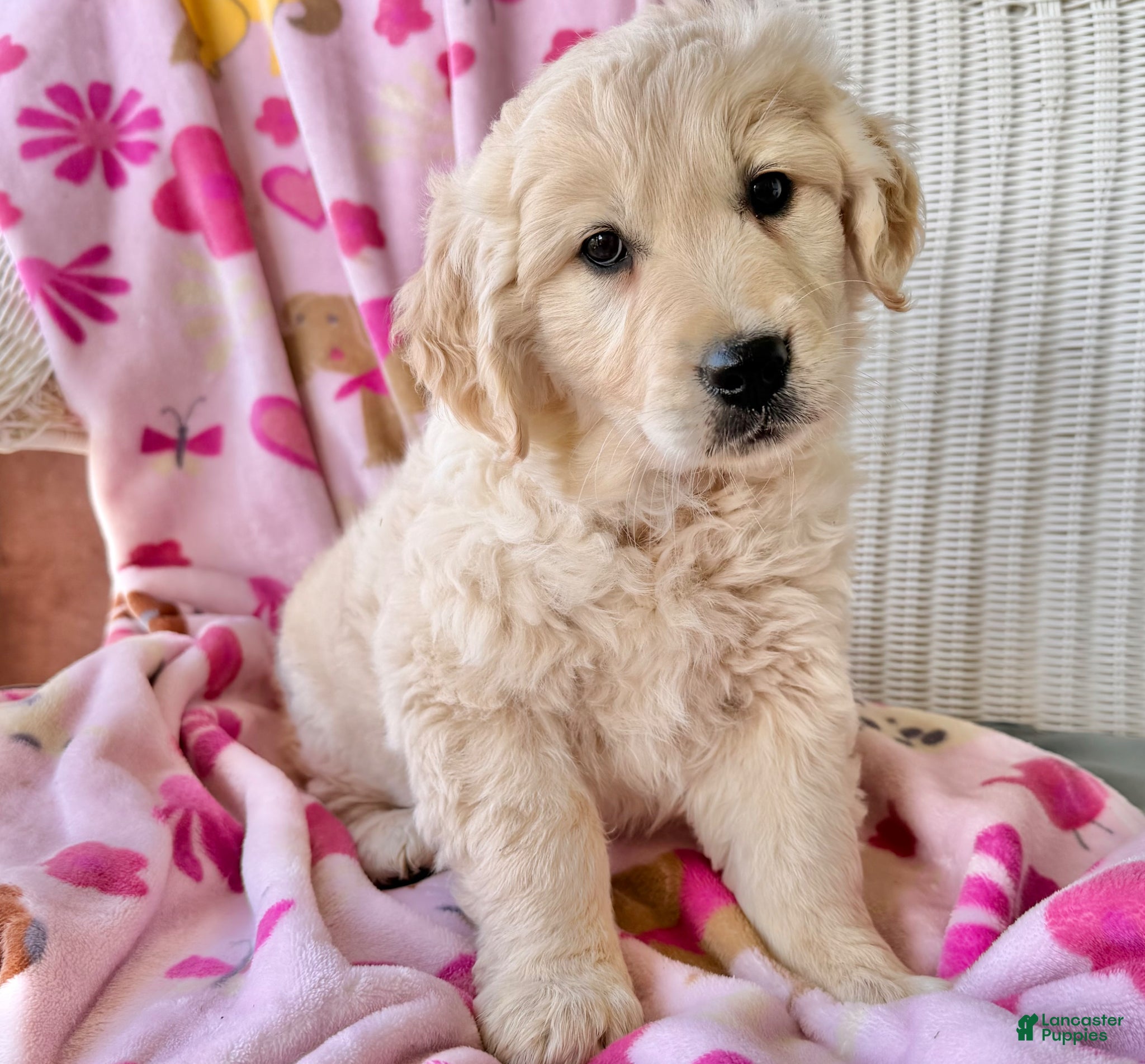 Golden Retriever dogs S’mores  - Ad 1