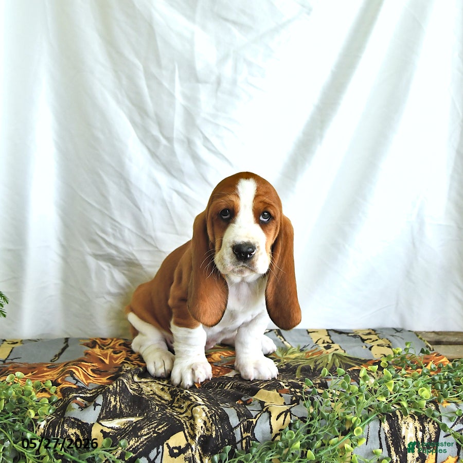 Basset Hound dogs Willow - Ad 2