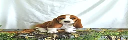 Basset Hound dogs for sale: Willow - Ad 2