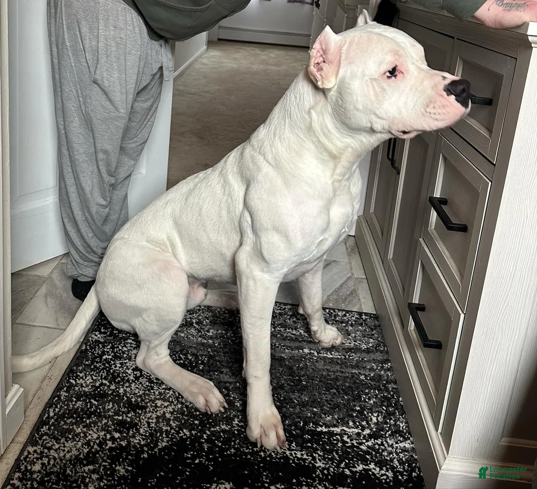 Dogo Argentino dogs for sale: Teal collar female  - Ad 9