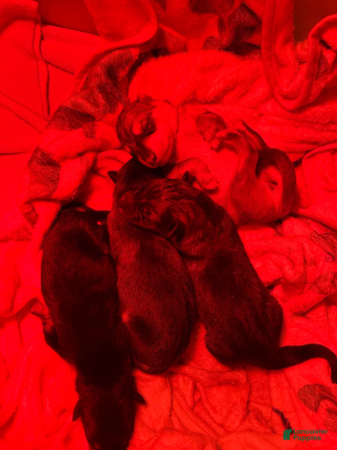 Gerberian Shepsky dogs for sale: Gerberian Shepsky Puppy 7 - Ad 1