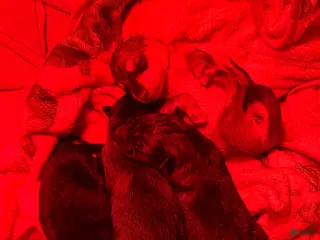 Gerberian Shepsky dogs Gerberian Shepsky Puppy 7 - Ad 23