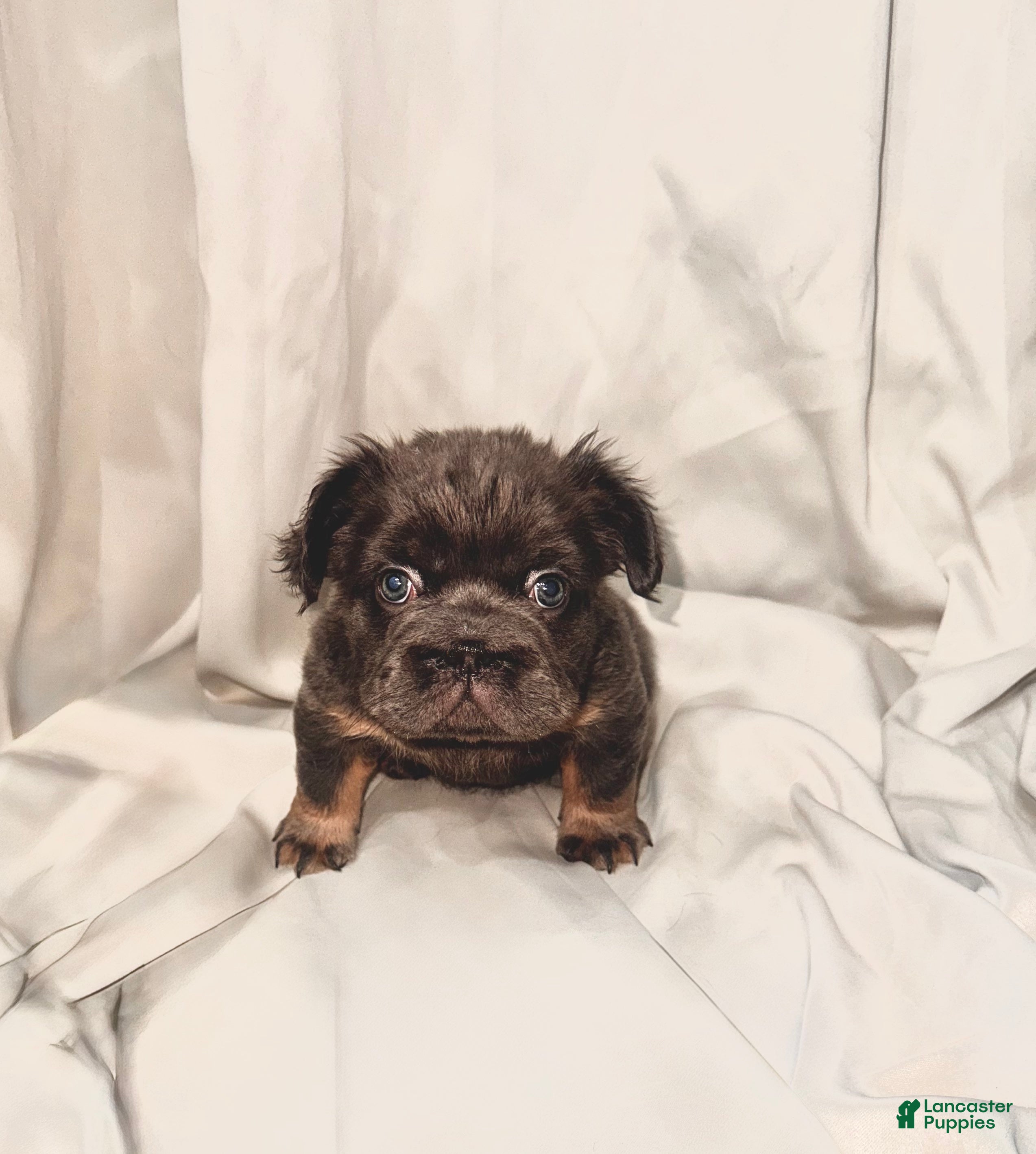 French Bulldog dogs Blue Tri Fluffy French Bulldog  - Ad 17
