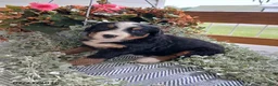 Bernese Mountain Dog dogs for sale: Allie - Ad 4