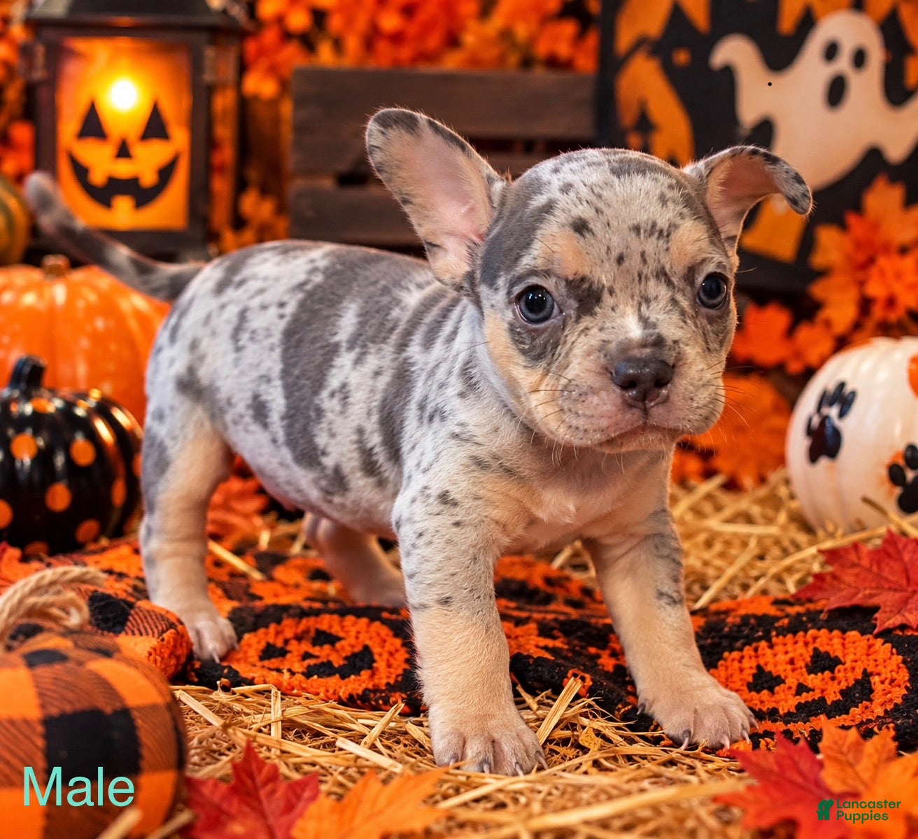 Mixed Breed dogs for sale: French Bulldog X Amercian Bully  - Ad 1