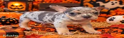 Mixed Breed dogs for sale: French Bulldog X Amercian Bully  - Ad 1