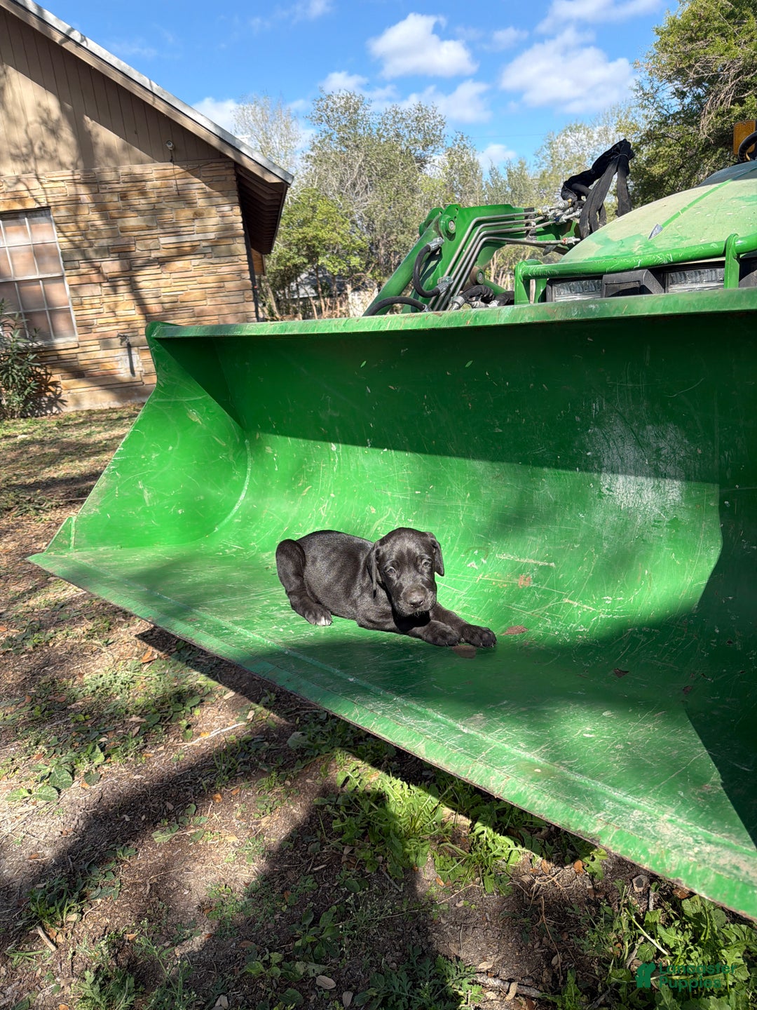 Great Dane dogs for sale: Diesel - Ad 2