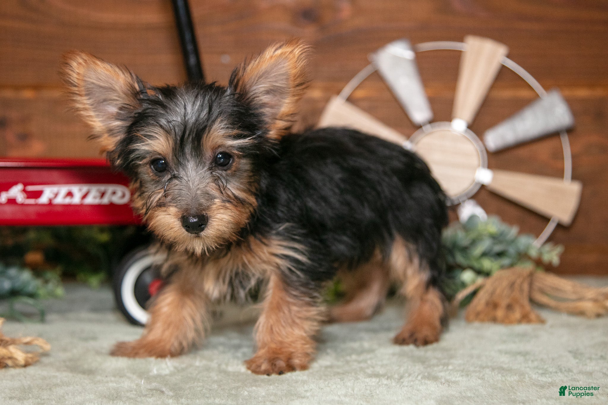 Yorkshire Terrier dogs Jackie - Ad 1