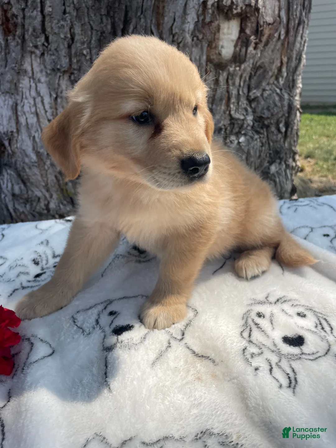 Mixed Breed dogs for sale: Bubbles - Ad 2