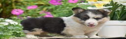 Welsh Corgi Pembroke dogs for sale: Caspian - Ad 4