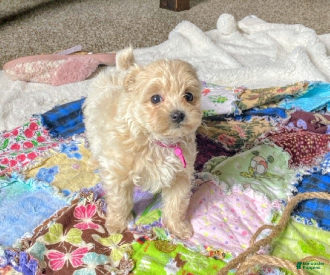 Maltipoo dogs for sale: ♥️Sweet Shirley ♥️ - Ad 3