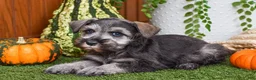 Miniature Schnauzer dogs for sale: Montana - Ad 6