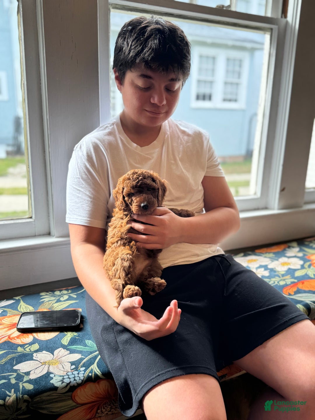 Mini Goldendoodle dogs for sale: Mini Goldendoodle Puppy 1 - Ad 7