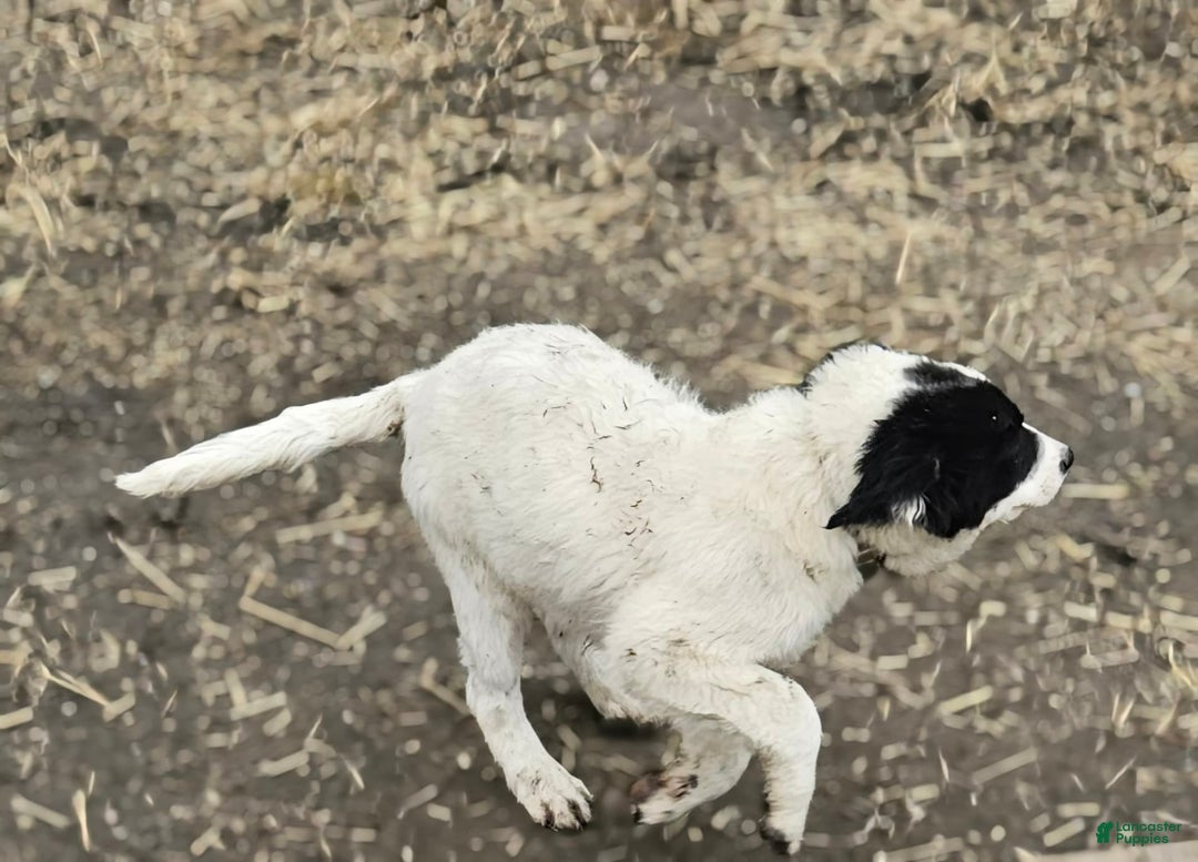 Border Collie dogs for sale: Divvy - Ad 15