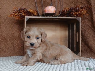 Havanese dogs - Ad 25